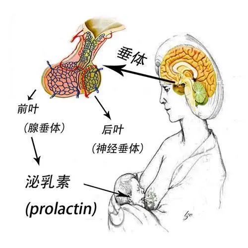 垂体泌乳素高是什么原因_垂体肿瘤的症状表现