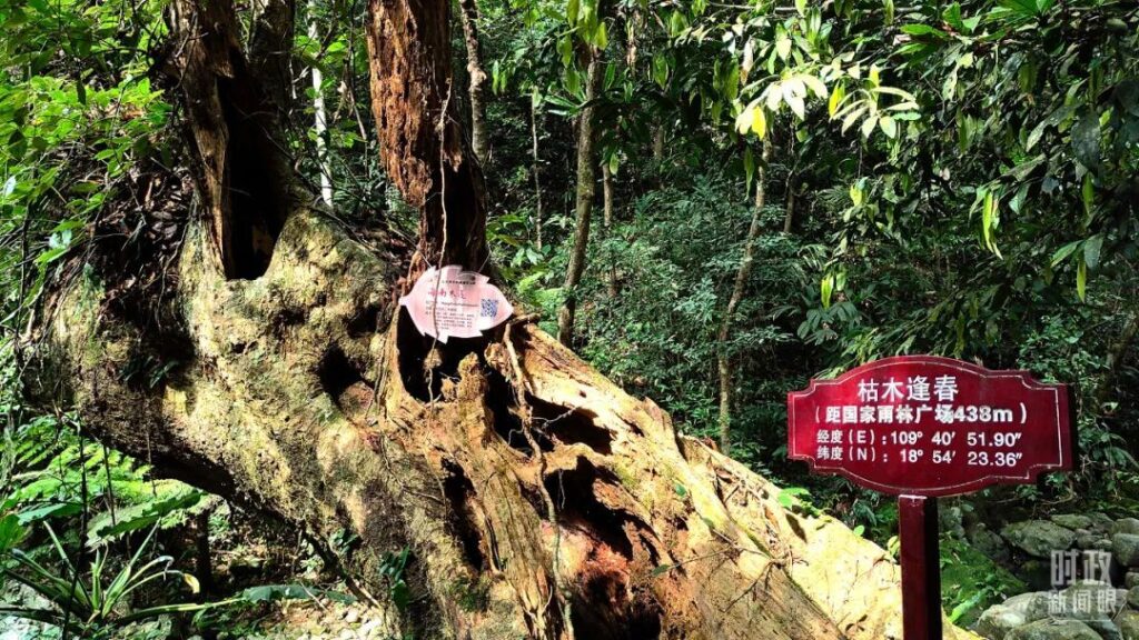 从习近平五指山之行，看“两山理论”生动实践