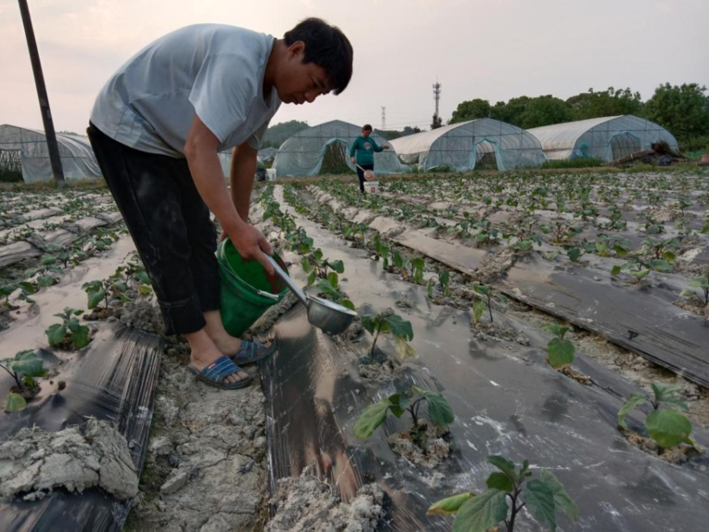 大棚农事忙 致富就在家门口