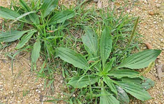 车前草能治痛风吗(车前草治痛风的方法步骤)