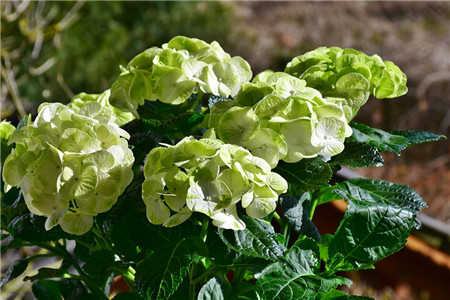 室内镇宅辟邪的绿植有哪些(哪些花不能养在室内)