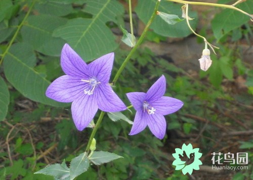 桔梗花的花语是什么_花色不同的桔梗花语