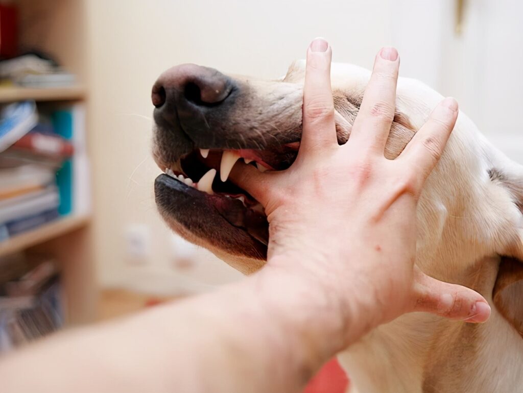 狗对陌生人叫怎么办如何避免狗对陌生人叫