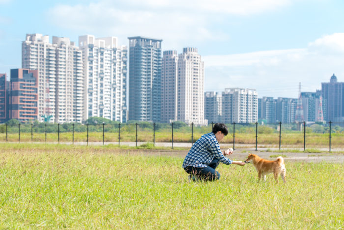 狗对陌生人叫怎么办_如何避免狗对陌生人叫