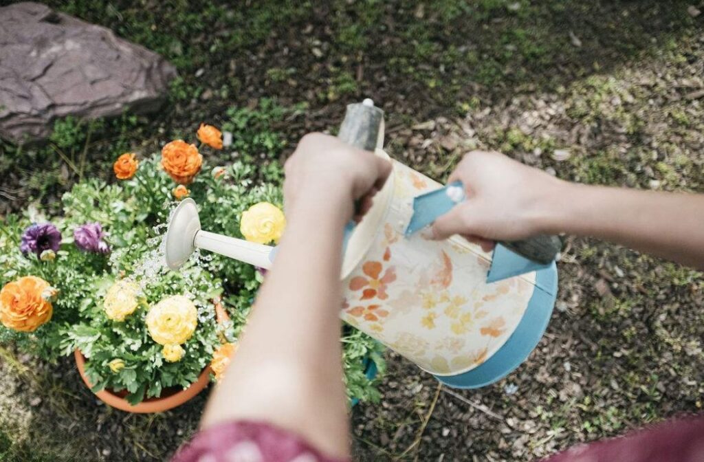 过期牛奶兑水可以浇花吗_过期的牛奶能否浇花