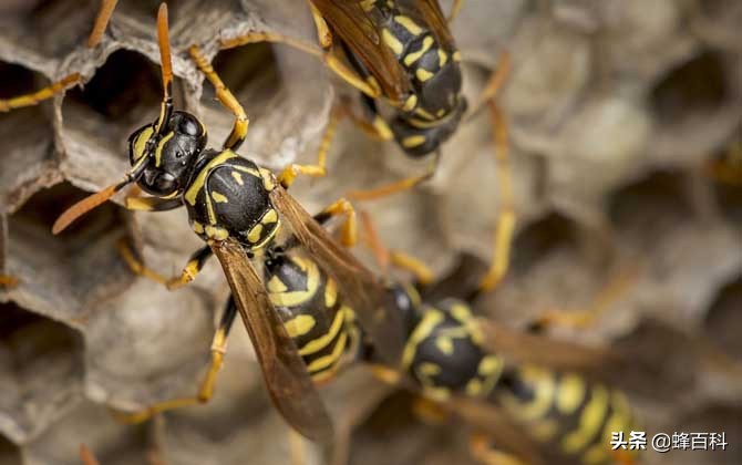 把马蜂打死了会怎么样_打死马蜂后马蜂会报复吗