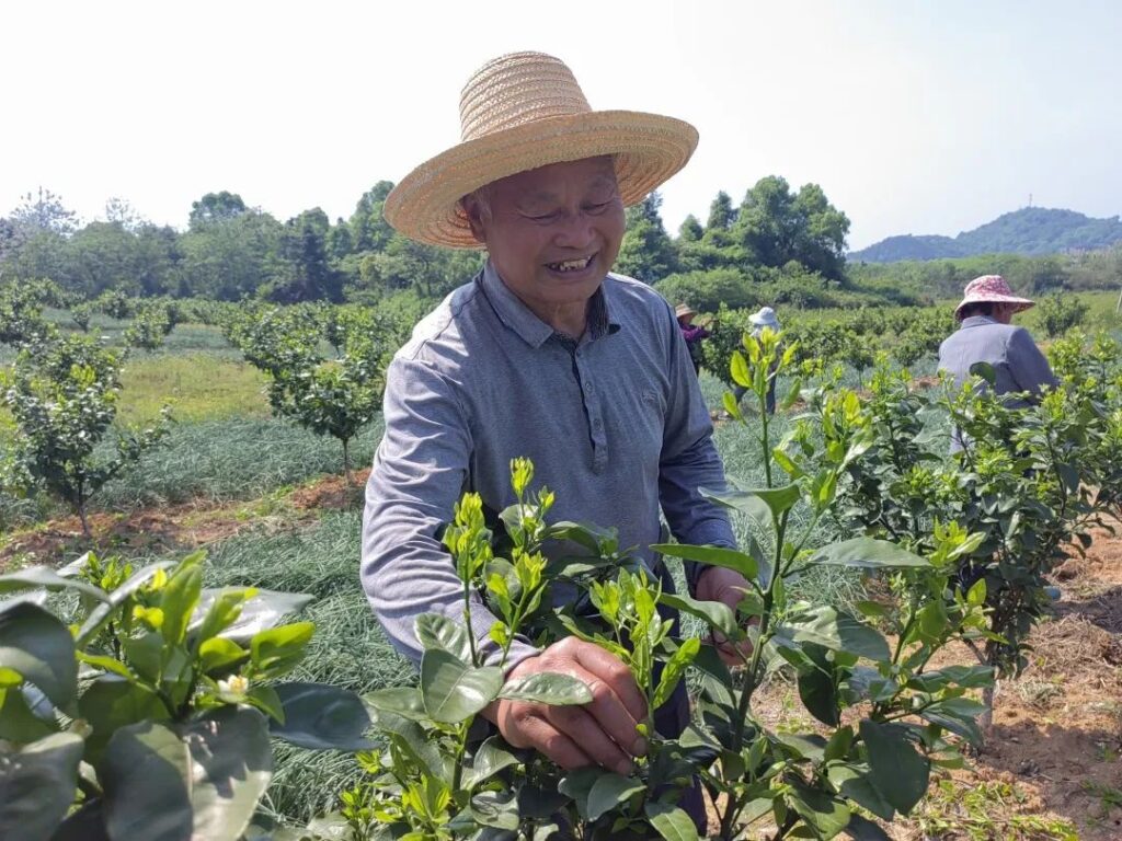 【乡村振兴】柑橘转型，走出增收致富路