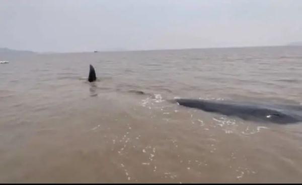 宁波象山海域一头鲸鱼搁浅