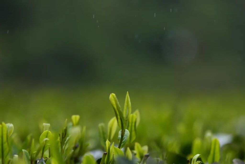 谷雨！