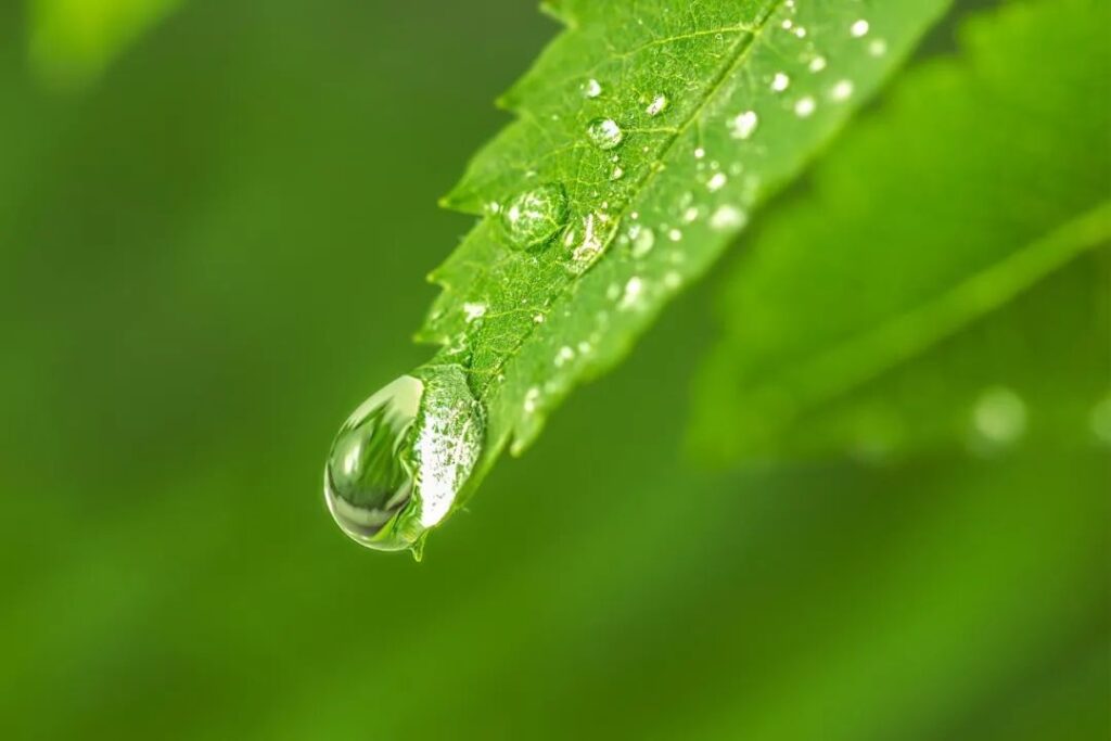 今日谷雨