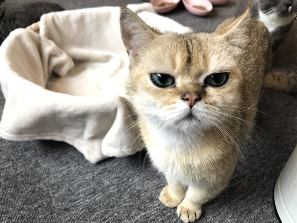 猫自己待在家里会无聊吗_猫为什么不会无聊