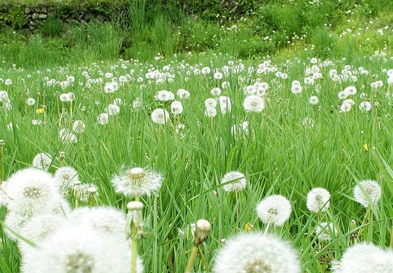 蒲公英花语是什么_蒲公英花语象征与寓意