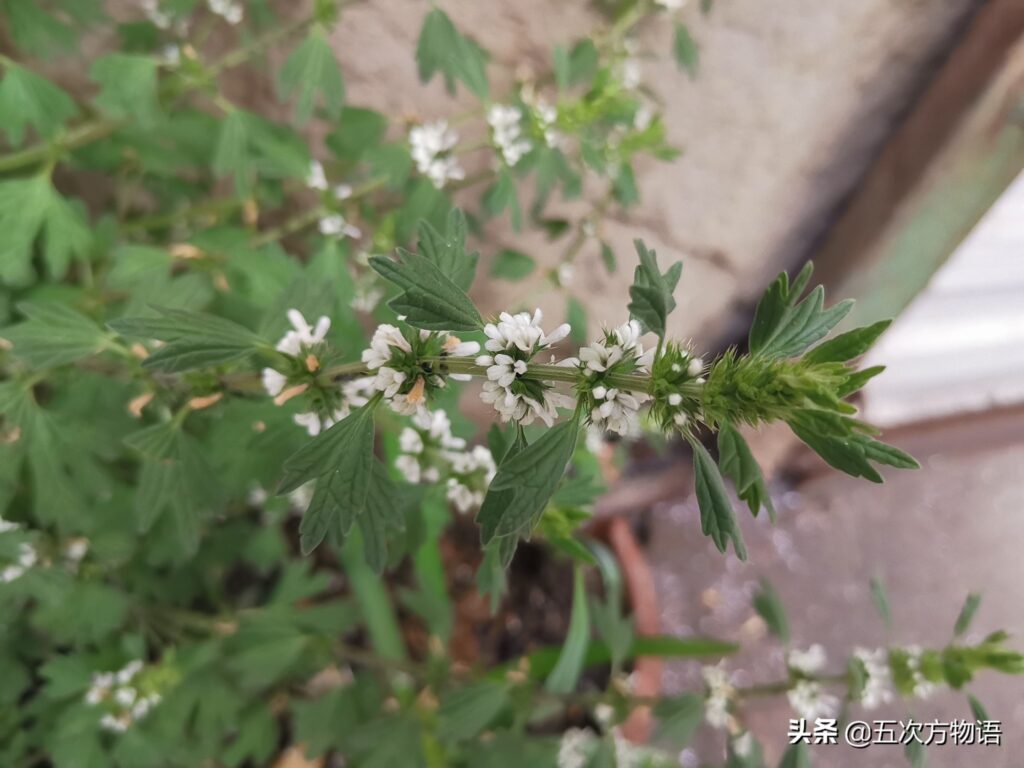 夏枯草是不是就是益母草(夏枯草和益母草有什么区别)