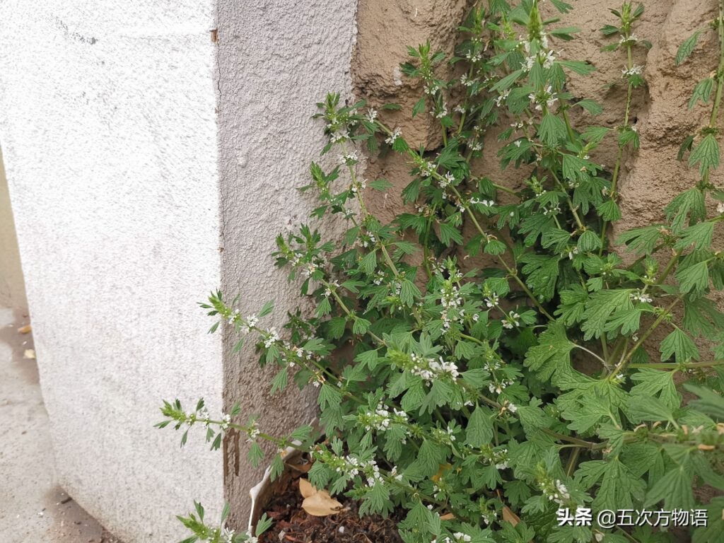 夏枯草是不是就是益母草(夏枯草和益母草有什么区别)