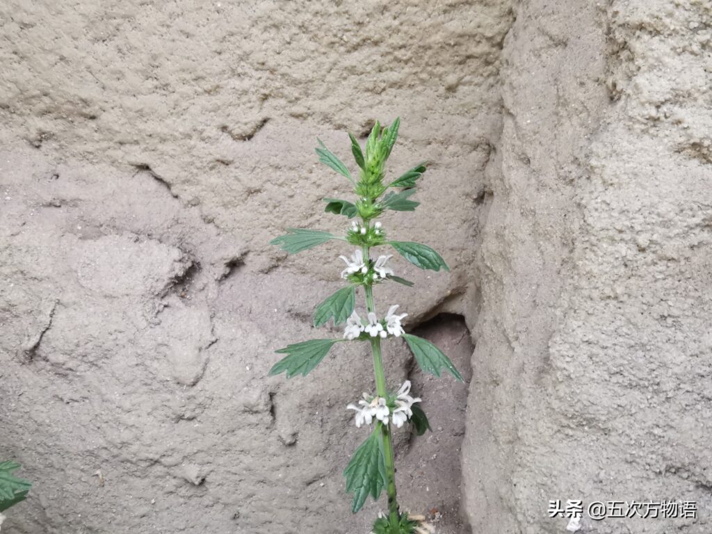 夏枯草是不是就是益母草(夏枯草和益母草有什么区别)