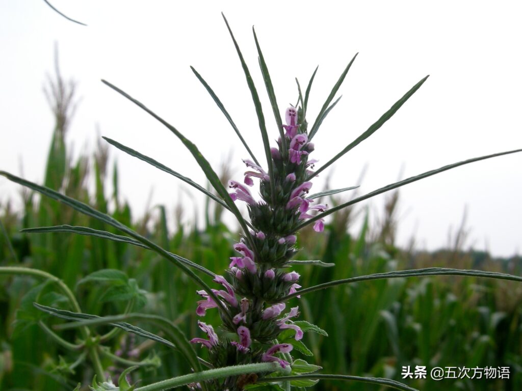 夏枯草是不是就是益母草(夏枯草和益母草有什么区别)