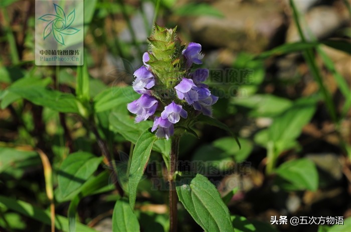 夏枯草是不是就是益母草(夏枯草和益母草有什么区别)