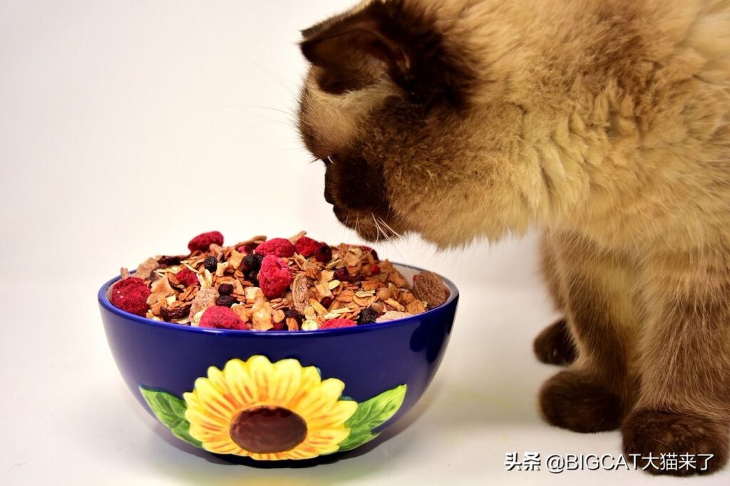 猫是食草动物吗_猫是食肉动物还是食草动物