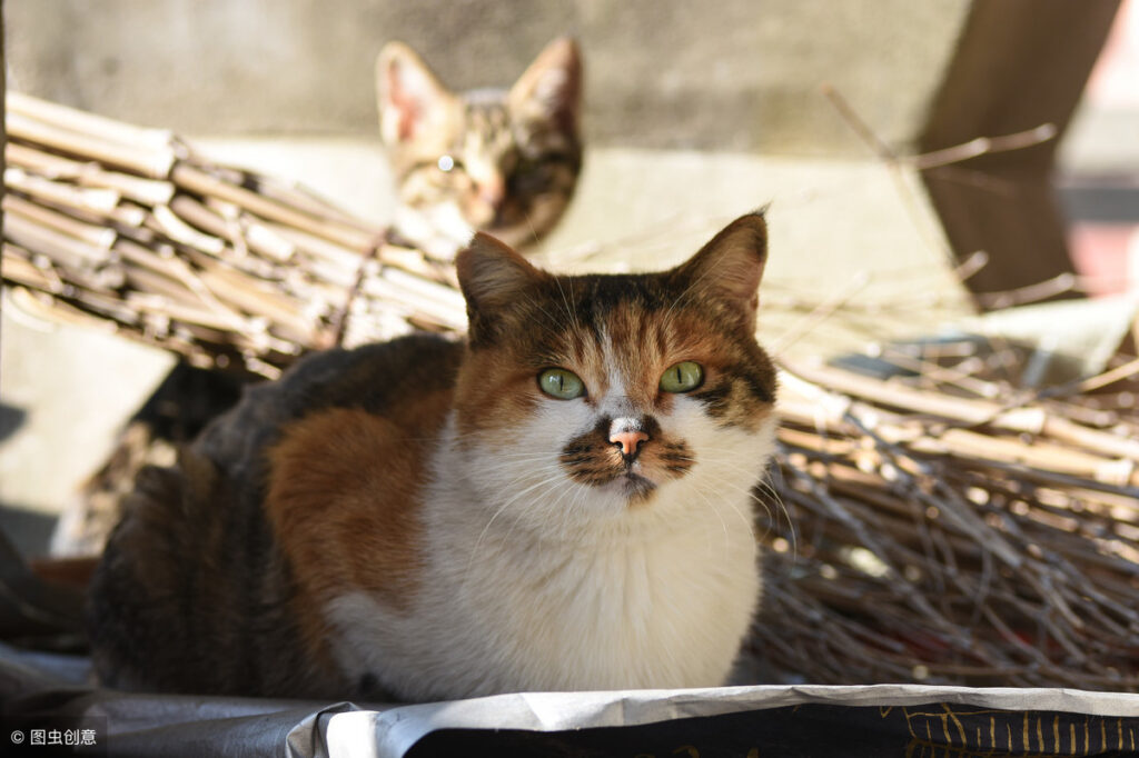 为什么被猫咪纠缠呢_流浪猫纠缠后该怎么办呢