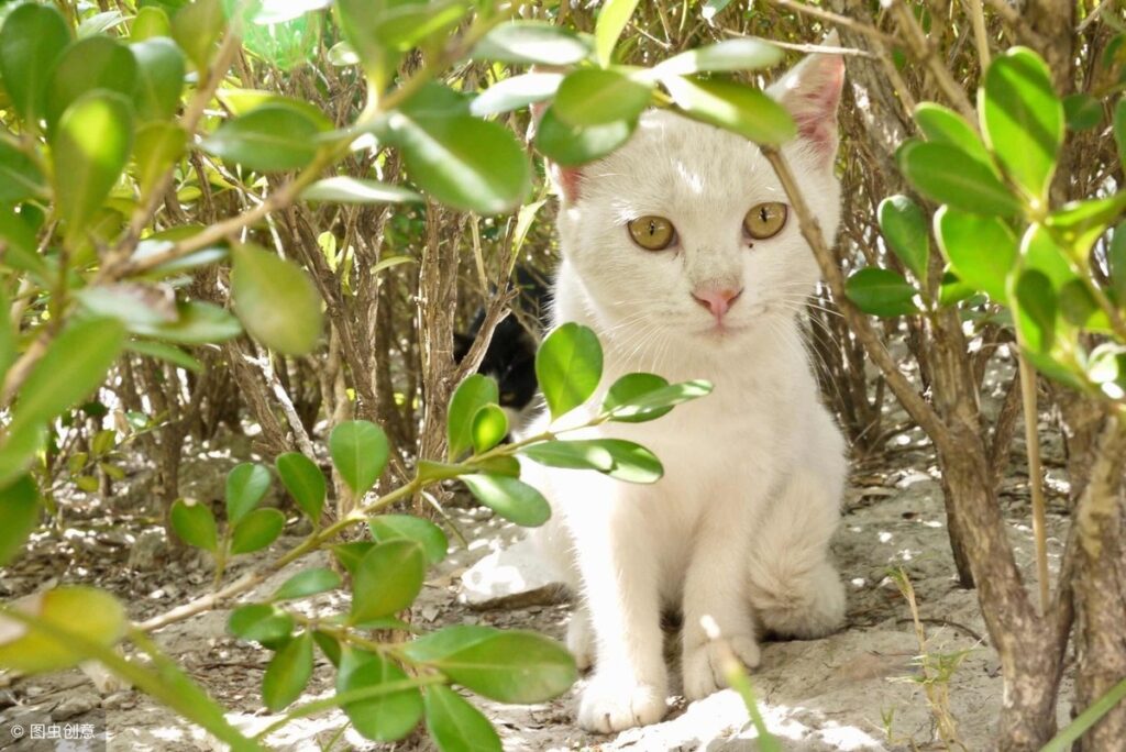 为什么被猫咪纠缠呢_流浪猫纠缠后该怎么办呢