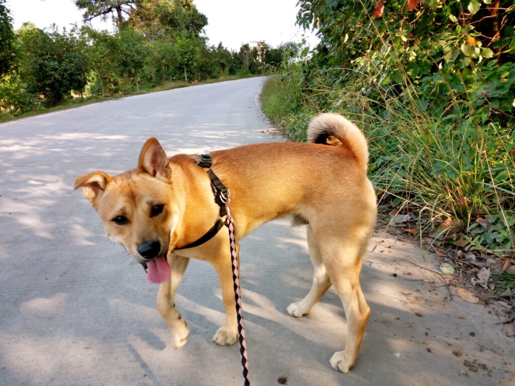 养土狗是一种怎样的体验_把土狗养成高级犬是一种怎样的体验