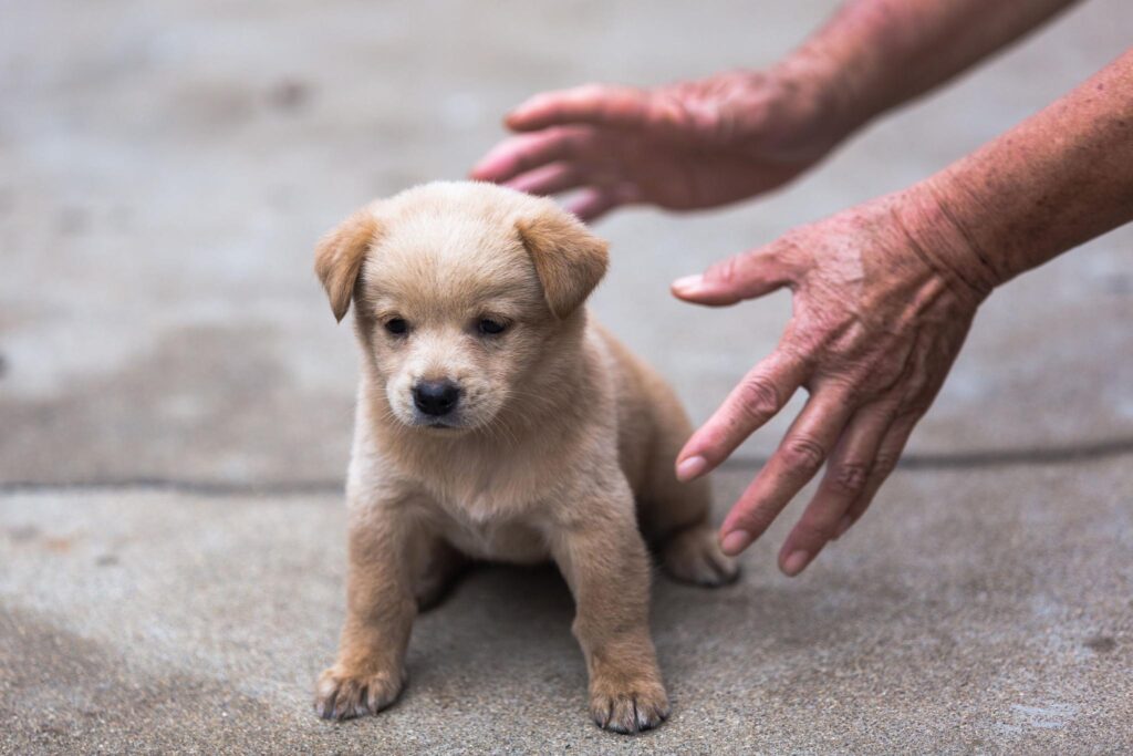 养土狗是一种怎样的体验_把土狗养成高级犬是一种怎样的体验