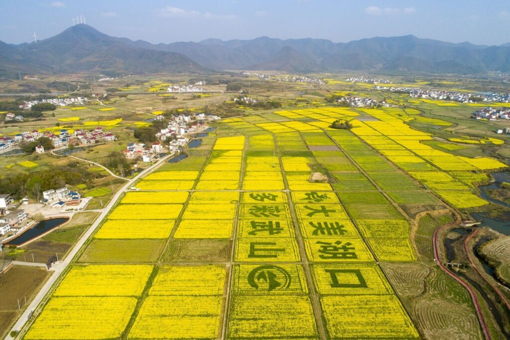 江西湖口：油菜花进入盛花期 乡村如诗如画