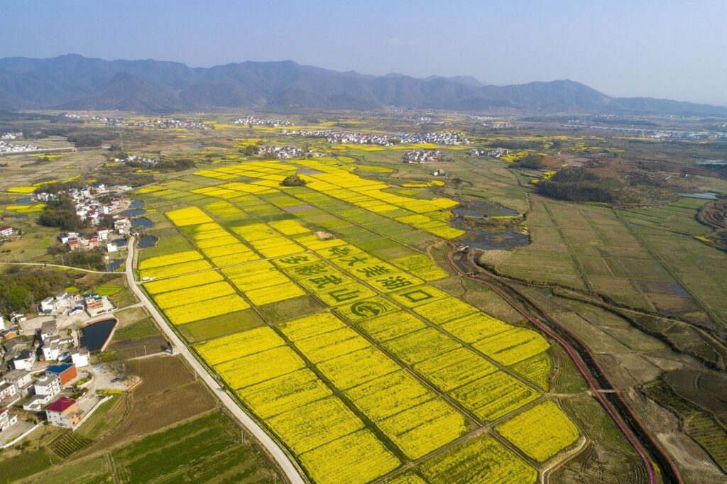 江西湖口：油菜花进入盛花期 乡村如诗如画