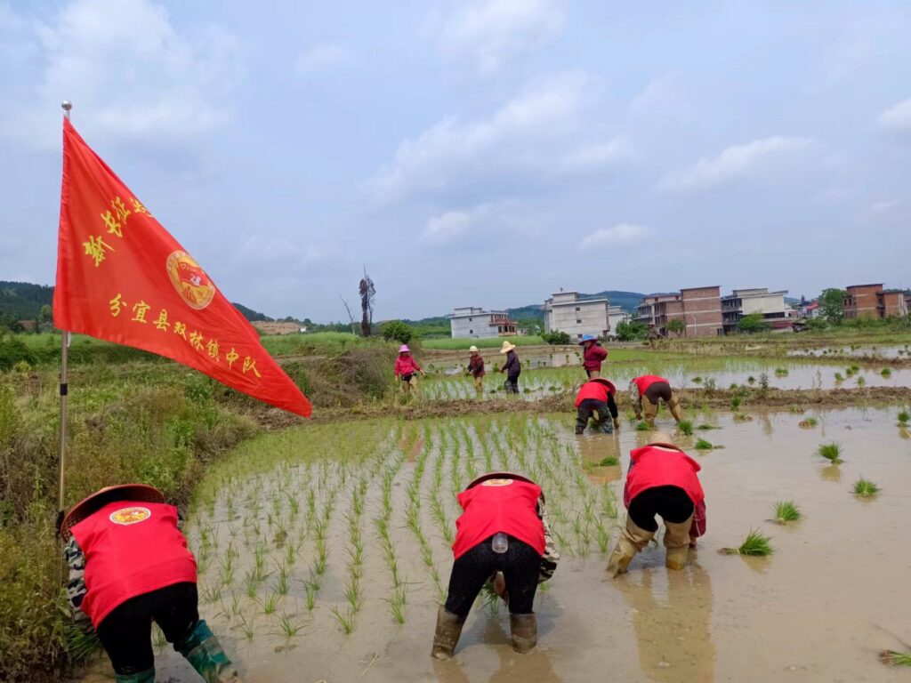 江西分宜：春耕图里绘新彩