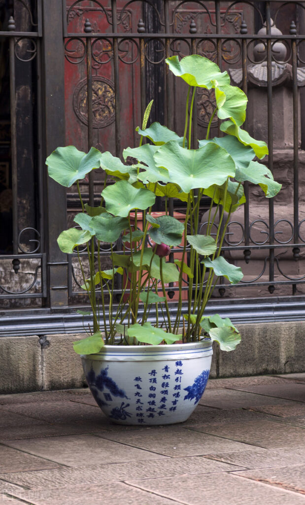 院子里放缸养荷花好不好_庭院养荷花的用途