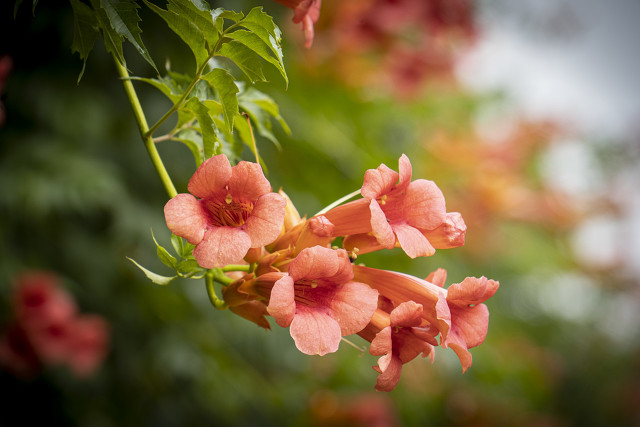 院子里栽凌霄花好吗(院子里能种凌霄花吗)