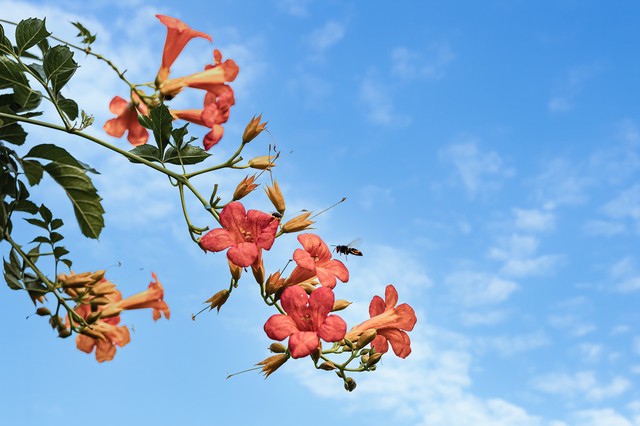 院子里栽凌霄花好吗(院子里能种凌霄花吗)