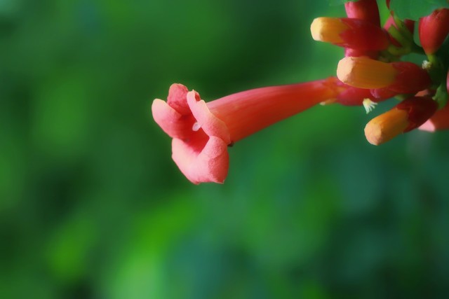 院子里栽凌霄花好吗(院子里能种凌霄花吗)