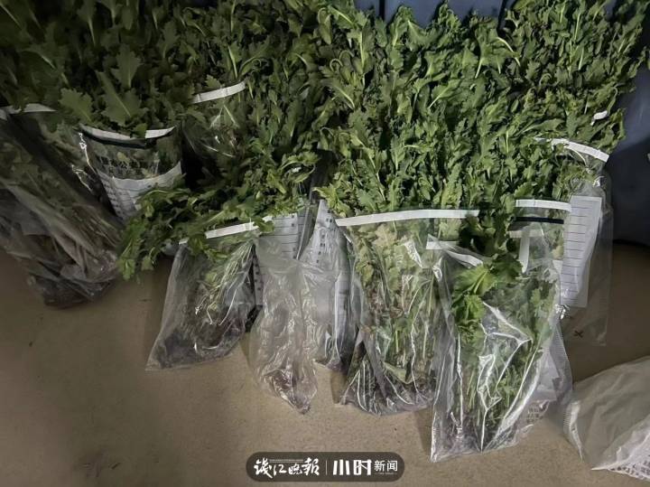 男子种939株罂粟当味精放