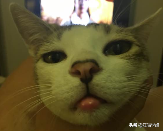 猫咪嘴唇肿是怎么回事_猫咪嘴唇肿了是什么原因