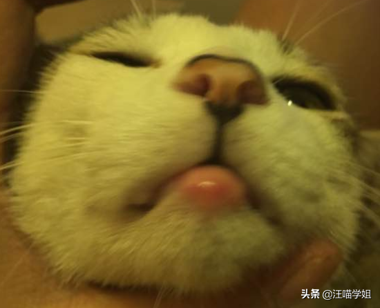 猫咪嘴唇肿是怎么回事_猫咪嘴唇肿了是什么原因