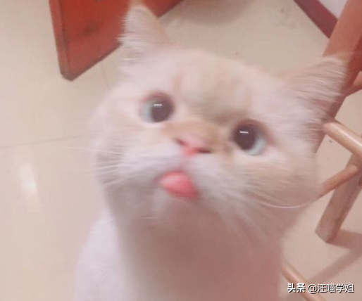 猫咪嘴唇肿是怎么回事_猫咪嘴唇肿了是什么原因