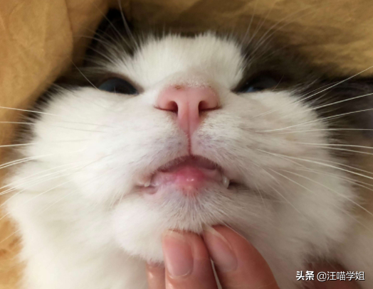 猫咪嘴唇肿是怎么回事_猫咪嘴唇肿了是什么原因