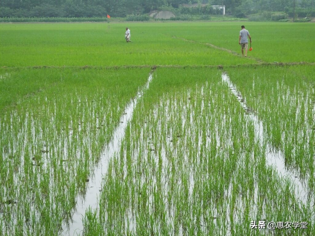 农民种地有补贴吗(农民种地有什么补贴)