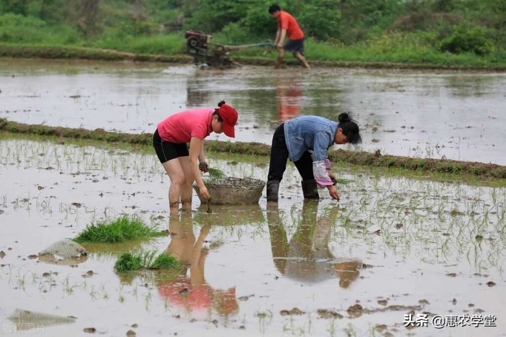 农民种地有补贴吗(农民种地有什么补贴)