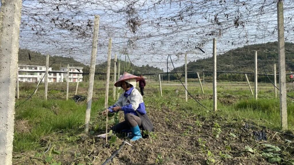 分宜镇洞源村：春耕瓜蒌套种忙，多元产业促振兴