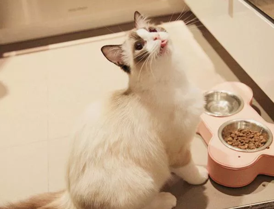 猫咪挑食不吃猫粮怎么办_几招教你轻松解决猫咪挑食