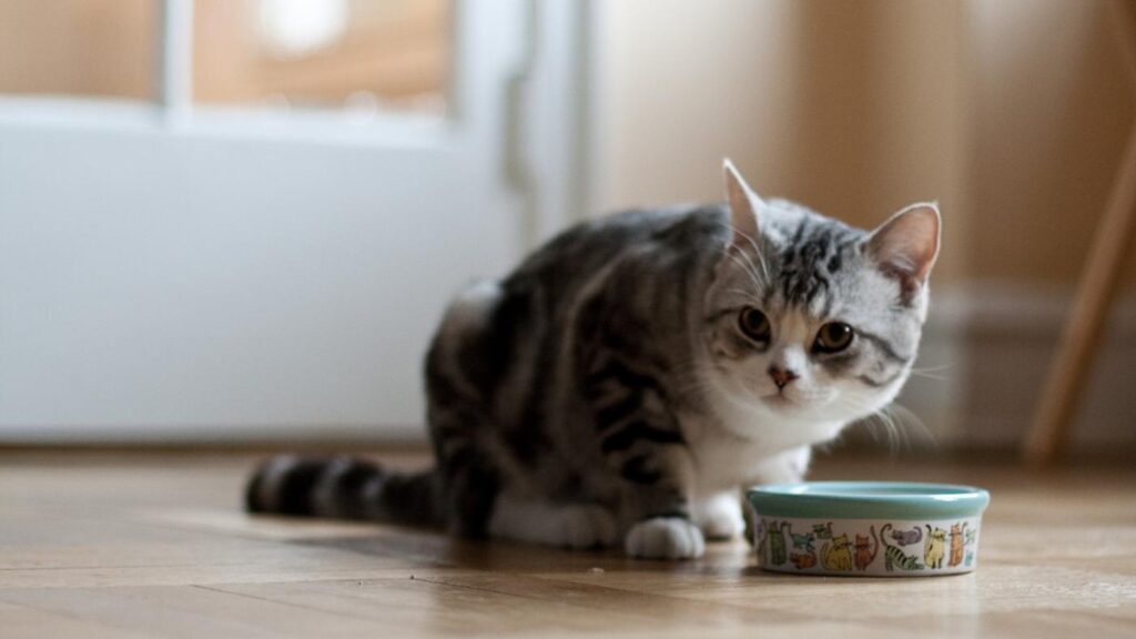 猫咪挑食不吃猫粮怎么办_几招教你轻松解决猫咪挑食