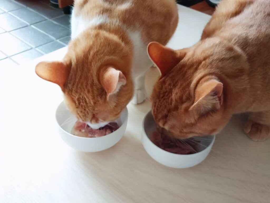 猫咪挑食不吃猫粮怎么办_几招教你轻松解决猫咪挑食