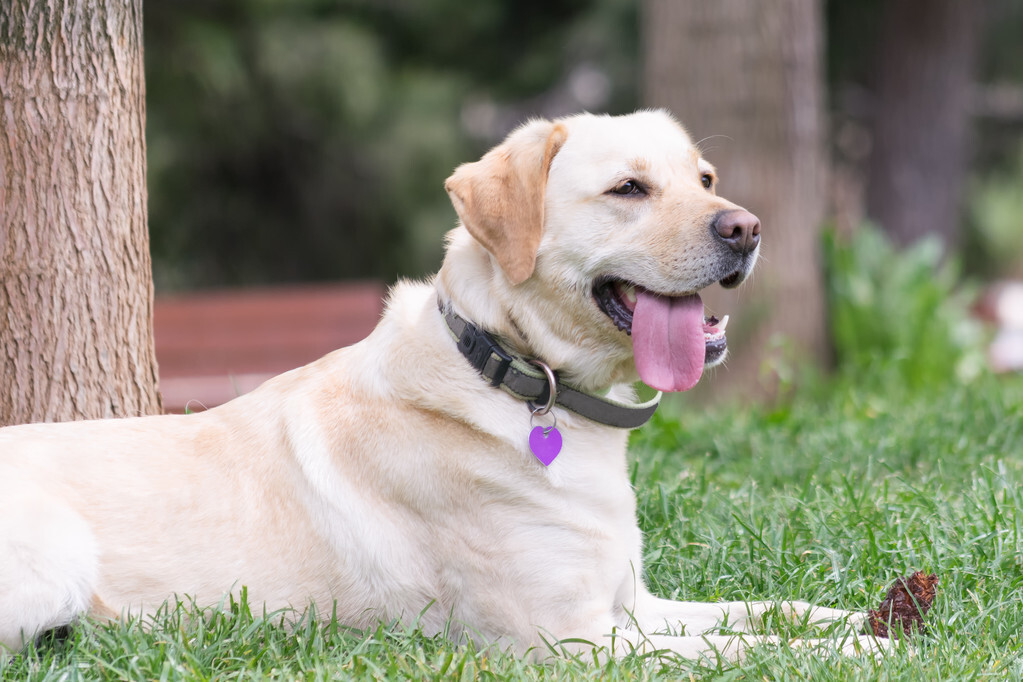 拉布拉多犬适合家养吗(拉布拉多优缺点介绍)