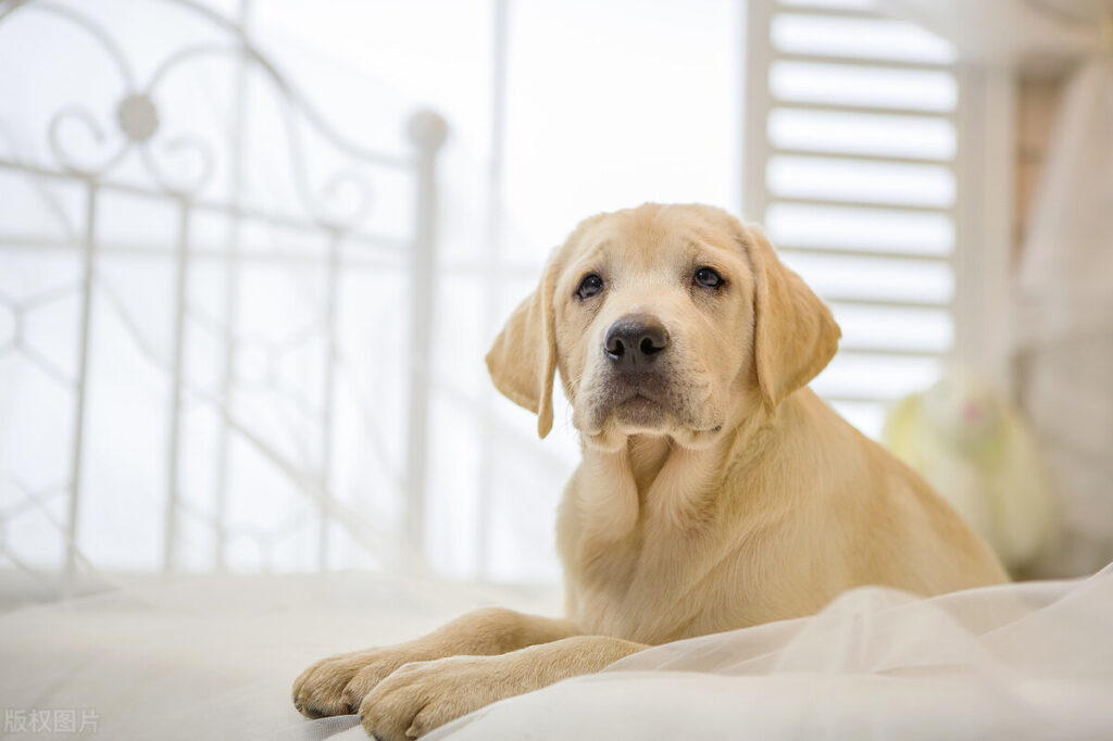 拉布拉多犬适合家养吗(拉布拉多优缺点介绍)