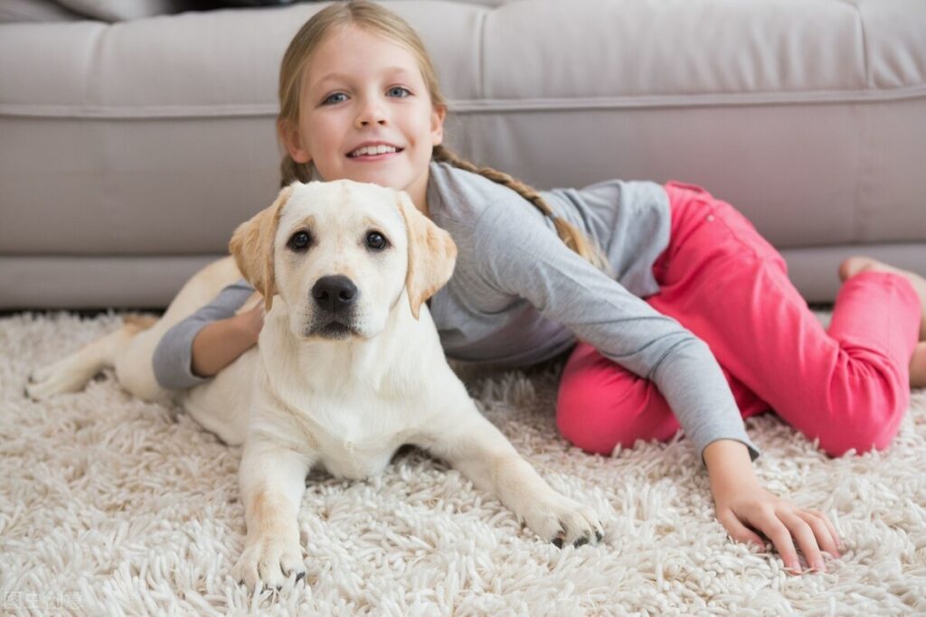 拉布拉多犬适合家养吗(拉布拉多优缺点介绍)