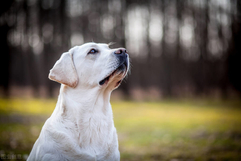 拉布拉多犬适合家养吗(拉布拉多优缺点介绍)