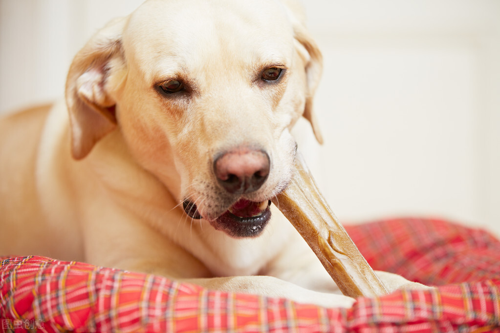 拉布拉多犬适合家养吗(拉布拉多优缺点介绍)