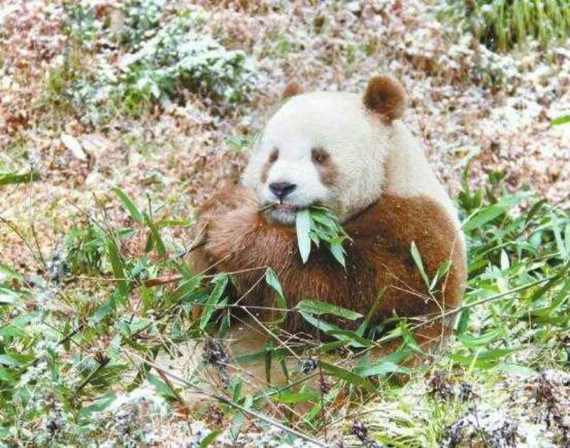 秦岭大熊猫和川熊猫有什么区别_秦岭大熊猫和川熊猫的区别